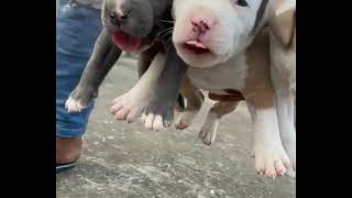 American Bully Puppies sale in Delhi and all India Delivery 📞8057294604