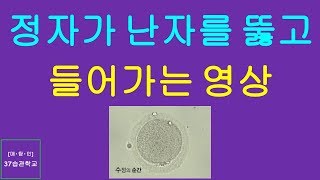 매탐인 수정 - 정자가 난자를 뚫고 들어가는 영상