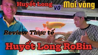 Review Huyết Long Robin 4.5 củ 1 Năm tuổi , Màu bết sâu vào lòng vảy luôn .