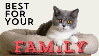 Looking for the best cat breed for your family?