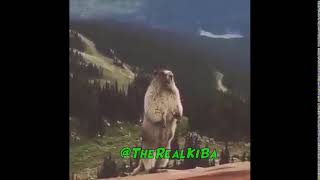 marmot scream (VOLUME WARNING)