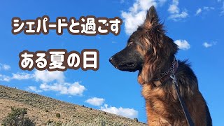 夏の暑い日は愛犬とこんなふうに過ごしています！