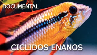 Los ciclidos enanos (Mini Documental)