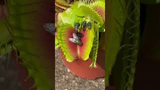 How many flies did the Venus flytrap catch? Bug eating plant multi catch #shorts