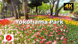 Japan Trip vlog Yokohama Park, the famous tulip spot! 140,000 colorful tulips are in full bloom！