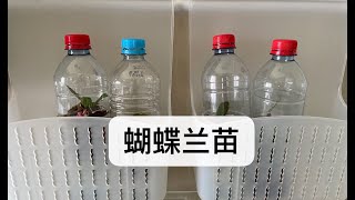 【21423】蝴蝶兰小苗生长缓慢，甚至夭折，试试这个方法 // 静姐说花838