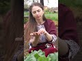 woman is harvesting rhubarb for 4 dishes.