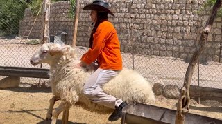 iranian nomadic life🩷Have you ever ridden a goat? I rode a goat😳My most exciting ride