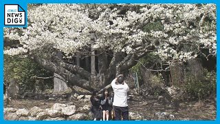 樹齢400年の“大島桜”が満開に　害虫や病気に弱い一本桜が地元住民に大切に育てられまた春を迎えた