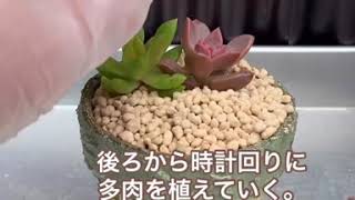 【多肉植物の寄せ植え】普及種とセダムの初心者さん向け簡単＊多肉の寄せ植えポイント。インスタコピー