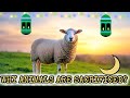 Why Do Muslims Sacrifice Animals on Bakr Eid? | Real Meaning of Eid al-Adha Explained