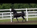 sold nl dancing spirit homozygous black arabian stallion