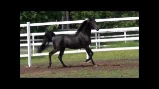 SOLD!   NL Dancing Spirit, Homozygous Black Arabian Stallion