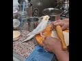 Cockatiel assisting mom in roti making#cockatiel#parrot#pets#birds#viral