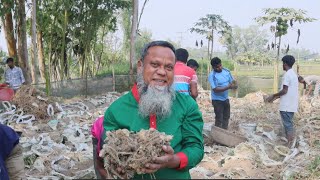 নূর ইসলাম ভাইয়ের আদার হারভেস্টিং। আধুনিক কৃষি ফার্ম।রুবেল মিয়া।