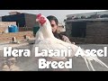 Lasani Aseel |Hera Aseel |Lasani Hera Aseel by Daud Dogar