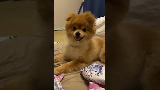 笑うポメラニアン  |  #ポメラニアン #pomeranian