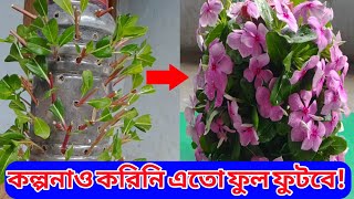 How to grow vinca rosea from cuttings, নয়নতারা ফুল গাছের কাটিং থেকে চারা তৈরি। এতো ফুল অবিশ্বাস্য