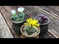 how to grow lithops from seed how and when to plant lithops seeds. includes other mesembs