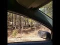 grizzly bear chasing another grizzly bear in kananaskis alberta canada 2019