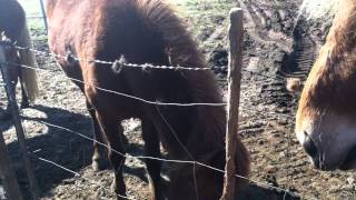 Mike Jutan in Iceland: Icelandic Horses