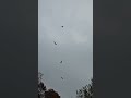 turkey buzzards migration