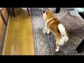 after showing everyone the prank shibe individually declares war on his father.