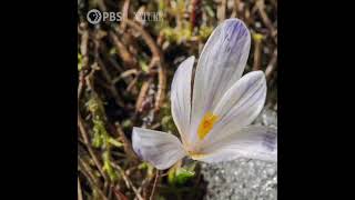 Witness the change from winter to spring in under a minute