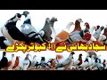 Sajjad Bhai caught 40 pigeons | Fancy Pigeon Attitude | Pigeon Videos