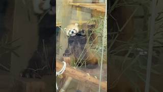 ソラ室内でも竹モグモグ1🎋202406 #レッサーパンダ #redpanda #羽村市動物公園