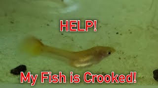 Cookie’s Fishroom Episode 12 - Why Does my Fish Have a Bent Spine?