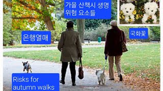 가을에 산책시 강아지 생명을 위협하는 것들,Risks for autumn walks!