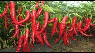 WOW! Amazing Agriculture Technology !! Chili Peppers farming