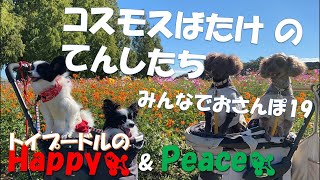 【トイプードルのハッピー＆ピース】コスモスばたけのてんしたち　みんなでおさんぽ19 Walking with Happy and Peace 19_Toy Poodle Happy and Peace