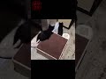 夜の運動会のスイッチが入る黒猫の子猫たち shorts cute kittens playing. 保護猫 可愛い 兄弟猫