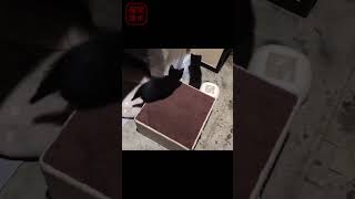 夜の運動会のスイッチが入る黒猫の子猫たち #shorts cute kittens playing. 保護猫 可愛い 兄弟猫