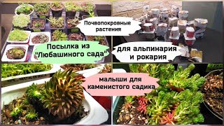 Почвопокровные растения для альпинария и рокария.Посылка из  \