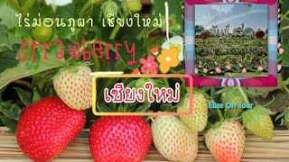 Vlog Chiang Mai พาชมไร่สตอเบอรี่ เชียงใหม่ \