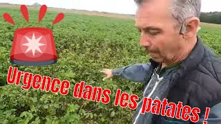 Urgence Mildiou dans les Patates et verif du calibre pour le Fazor.