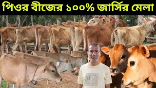 বাঘাবাড়ী পিওর বীজের১০০% জার্সি বকনা। চেক গাভ জার্সি পাইকারি সেল! #জার্সি_বকনা #জার্সি_গাভী #বকনা