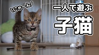 ネズミのおもちゃで一人遊びする子猫【生後2ヶ月】