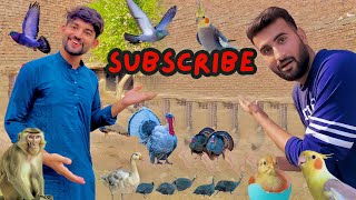 Subscribe my youtube channel @shehrmaindihat #petvlog