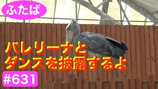 バレリーナとダンスを披露するよ💖★ballerina \u0026 dancing★#ハシビロコウふたば★No.631★shoebill Futaba