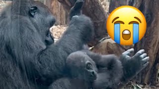 Little Baby gorilla  is being tortured in London Zoo