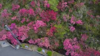 平成29年4月25日　桐生山鳳仙寺のツツジ