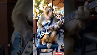 Monkey guitarist #monkey #monyetjoget #funny #love #cute #empudstudioai #empudstudiogrup