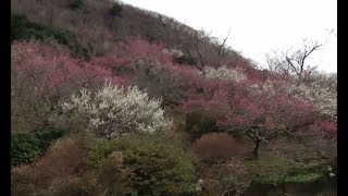 2020_02_18湯河原町　湯河原梅林｢梅の宴｣[幕山公園の斜面を埋め尽くす梅].wmv