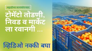 टोमॅटो तोडणी  व निवड | Tomato Harvesting \u0026 Sorting | टोमॅटो शेती | Tomato Farming | एकदा नक्की बघा