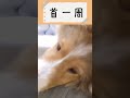 カメラ目線を続けて首が一周しちゃってるコナちゃん dog 子犬 子犬のいる暮らし いぬ シェルティ 犬 犬のいる暮らし sheltie sheltiepuppy かわいい