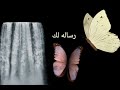 رساله لك من الله 💌🕊️كل هذا الالم في صدرك وتتحمل ماذا بينك وبين الله حتى يصلك هذا المقطع